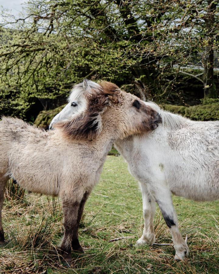 Dartmoor Inn Princetown Dış mekan fotoğraf